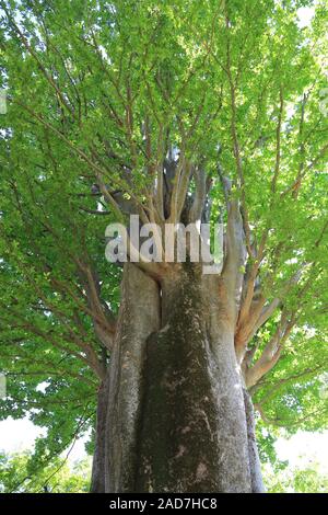 Botanischer Garten, Real Jardin Botanico de Madrid, Plaza Murillo