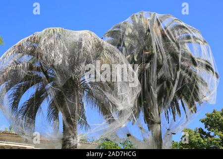 Madrid, Botanical garden, Canary date palm, protection against palm pest Paysandisia archon Stock Photo
