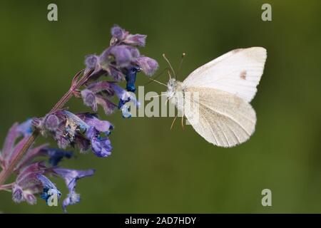 small cabbage white Stock Photo