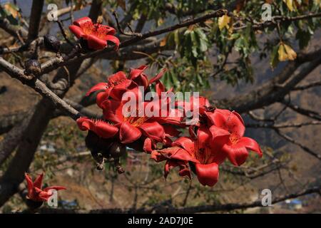Branch of a blooming red cotton tree, bombax ceiba. Stock Photo