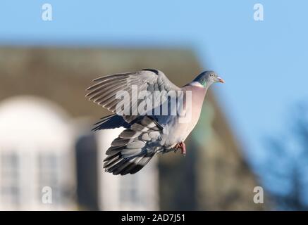 Woodpigeon (Columba palumbus) flying near houses in Winter in the UK. Wood pigeon urban. Stock Photo