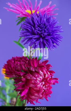 Close-up image of the Aster flowers on purple background. Shallow depth of field.
