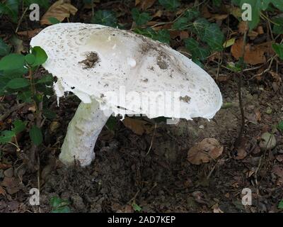 Warted Amanita, Amanita strobiliformis Stock Photo