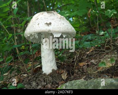 Warted Amanita, Amanita strobiliformis Stock Photo