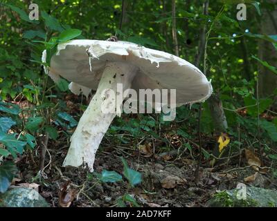 Warted Amanita, Amanita strobiliformis Stock Photo