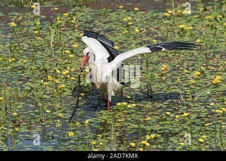 a white stork catches and eats snake in the nature reserve kuehkopf, hesse, germany
