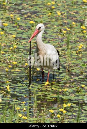 a white stork catches and eats snake in the nature reserve kuehkopf, hesse, germany