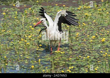 a white stork catches and eats snake in the nature reserve kuehkopf, hesse, germany a white stork catches and eats snake in the nature reserve kuehkopf, hesse, germany