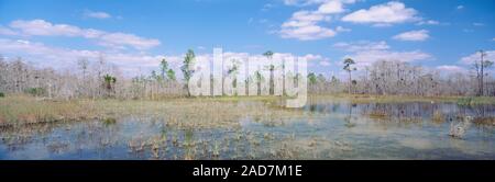 USA, Florida, Big Cypress National Preserve, Turner River Road, Swamp in a forest Stock Photo