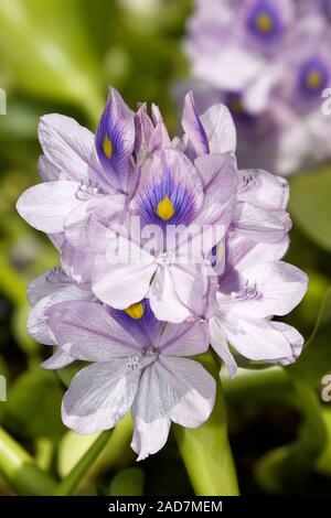 Thick stalked water hyacinth Stock Photo