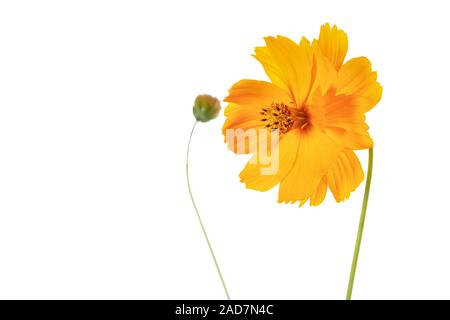 Coreopsis grandiflora Stock Photo