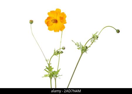 Coreopsis grandiflora Stock Photo