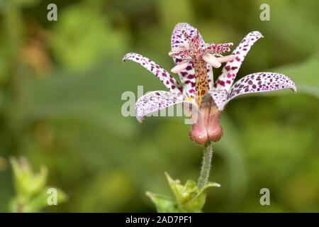 Japanese toad lily Stock Photo