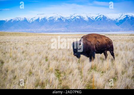 American Bison in the field of Antelope Island State Park, Utah Stock Photo