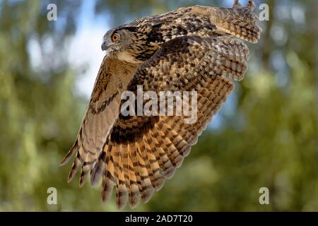 eagle owl flying Stock Photo