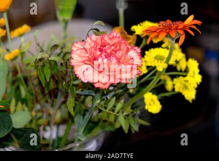 Close up the flower of Dianthus barbatus Sweet William Stock Photo