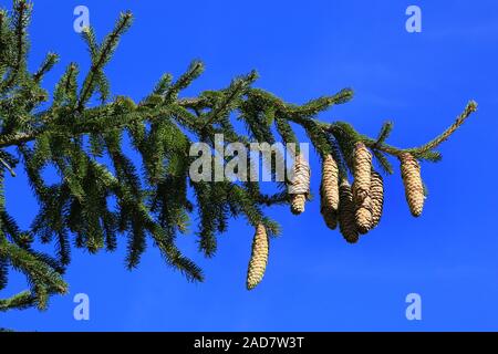 Norway spruce with cones, Common spruce, Picea abies Stock Photo