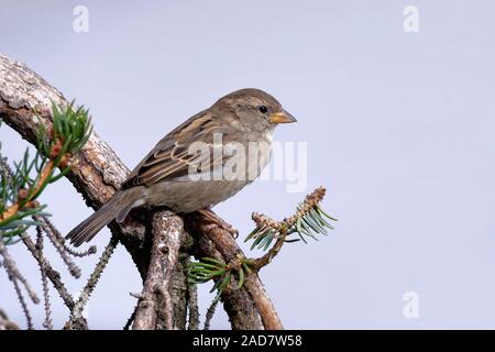 Sparrow in winter Stock Photo