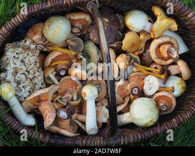 Basket with different edible mushrooms Stock Photo