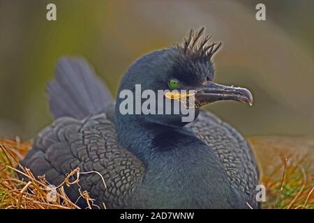SHAG ( Phalacrocorax aristotelis). Incubating eggs on the nest. Farne Islands, Northumberland. June. Stock Photo