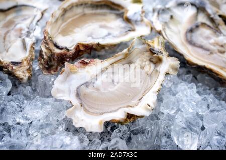 Fresh opened oyster offered as top view on crushed ice Stock Photo