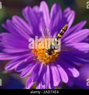 Sphaerophoria scripta Stock Photo