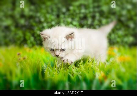 British Shorthair kitten with blue eyes on the green grass. Stock Photo