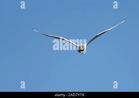 Black-headed gull Stock Photo