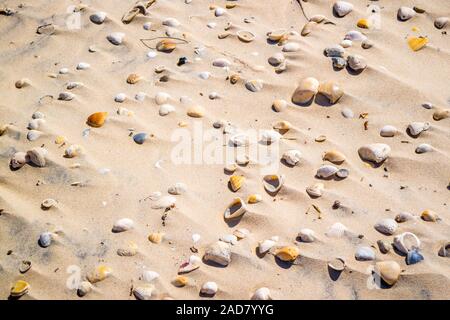 Beach with a lot of seashells on seashore in South Padre Island, Texas Stock Photo