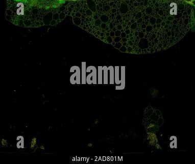 Abstract grunge cellular background Stock Photo