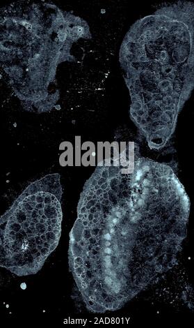 Abstract grunge cellular background Stock Photo