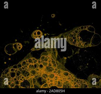 Abstract grunge cellular background Stock Photo
