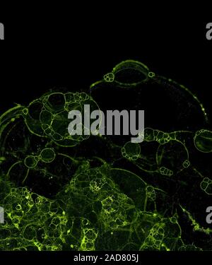 Abstract grunge cellular background Stock Photo