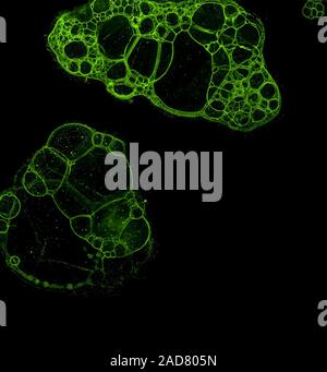 Abstract grunge cellular background Stock Photo