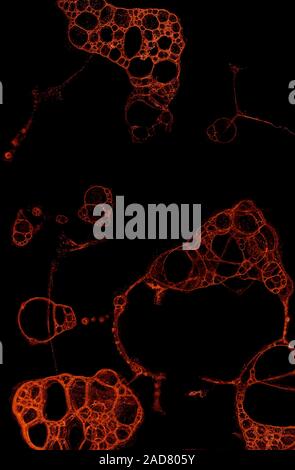 Abstract grunge cellular background Stock Photo