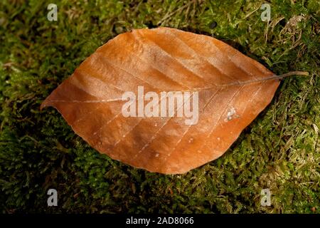 Beech leaf on moss Stock Photo
