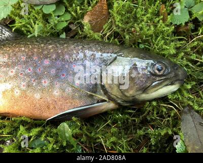 Alsatian char, Brook trout, salvelinus fontinalis, drawing of head and scales Stock Photo