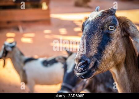 A Spanish Goat inside the ranch of Orlando, Florida Stock Photo