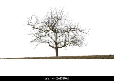 Bald tree in winter, isolated on white background Stock Photo