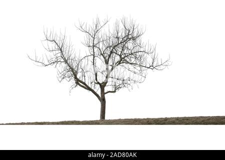 Bald tree in winter, isolated on white background Stock Photo
