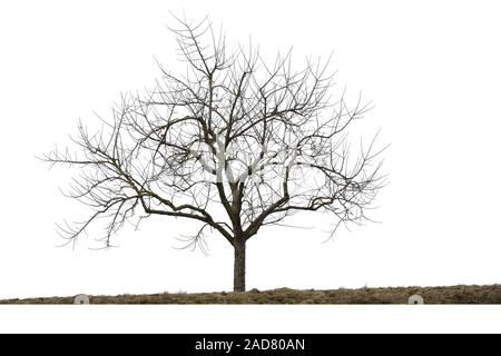 Bald tree in winter, isolated on white background Stock Photo