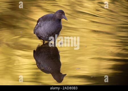 young common moorhen Stock Photo