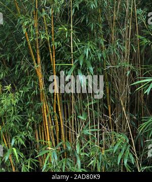 Bamboo stalks Stock Photo