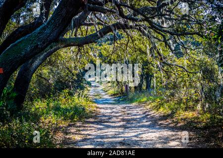 A forest trail with the sun shining through the foliage of the park in Orlando, Florida Stock Photo