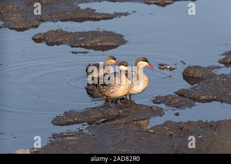 Red Billed Teals sitting on a stone on the bank of the Chobe River, Botswana Stock Photo