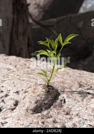 new sprout grows from the old trunk of a baobab tree Stock Photo