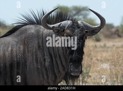 Blue wildebeest in Nxai-Pan-National Park, Botswana Stock Photo