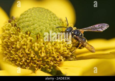 ornate tailed digger wasp