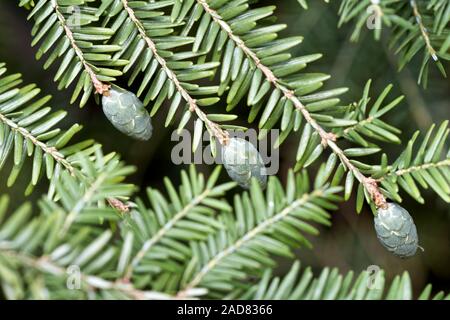 eastern hemlock Stock Photo