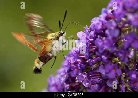 broad-bordered bee hawk-moth Stock Photo